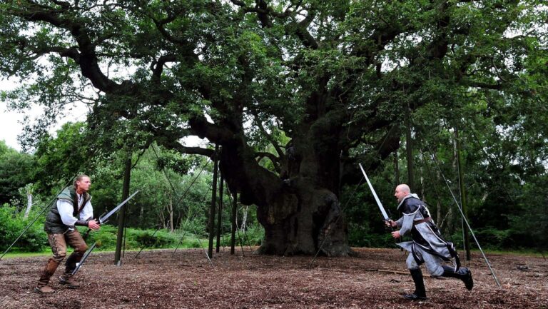 Robin Hood's Tree Declared Dead